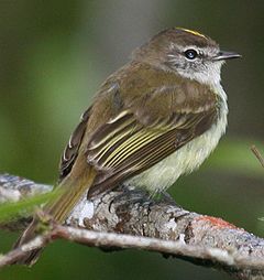 Myiopagis cotta