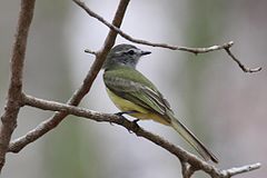 Myiopagis viridicata
