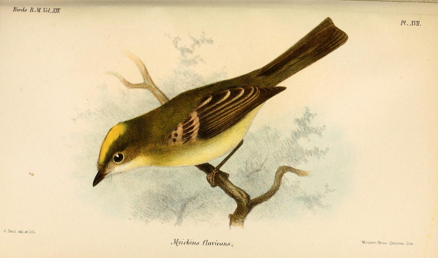 Myiophobus flavicans