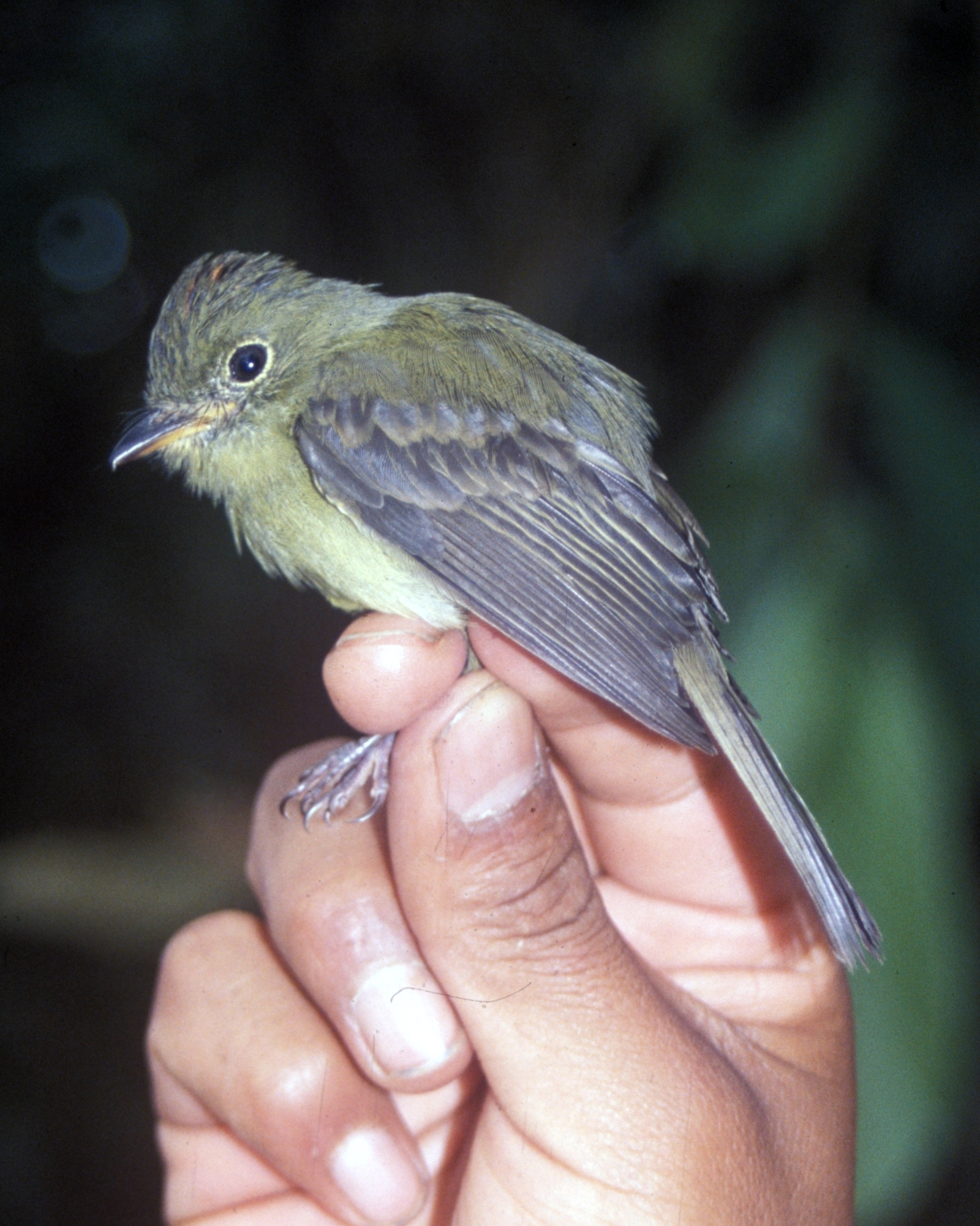 Myiophobus phoenicomitra