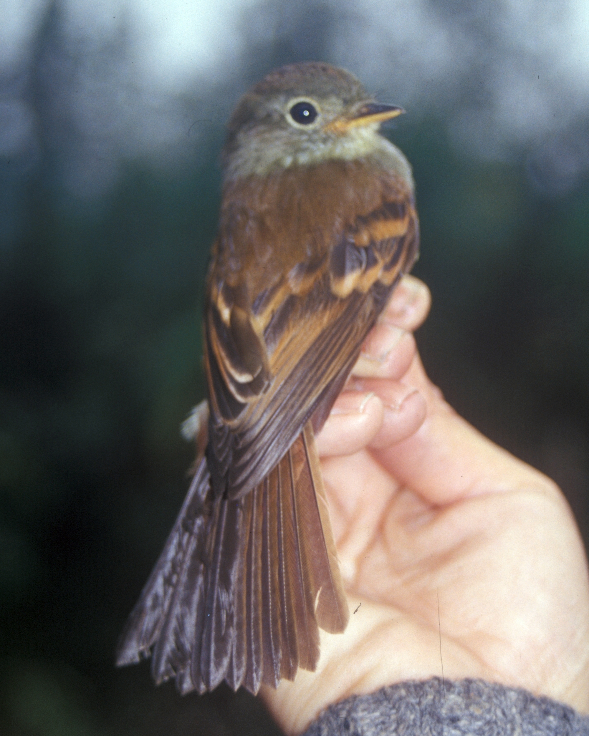 Myiophobus roraimae