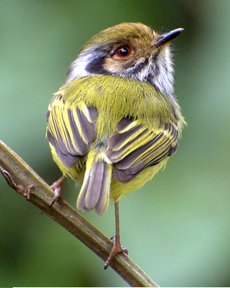 Myiornis auricularis