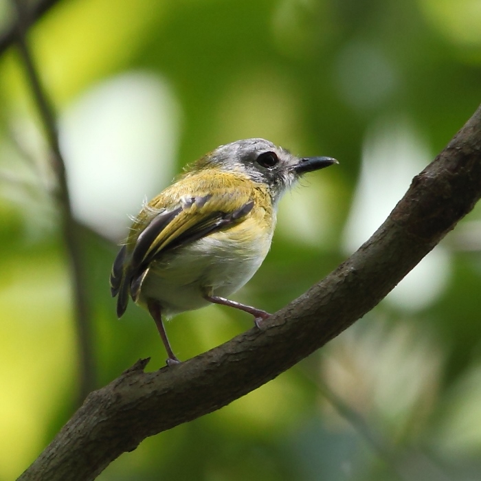 Myiornis ecaudatus