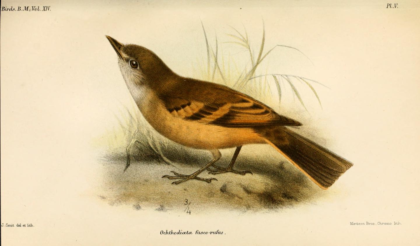Myiotheretes fuscorufus