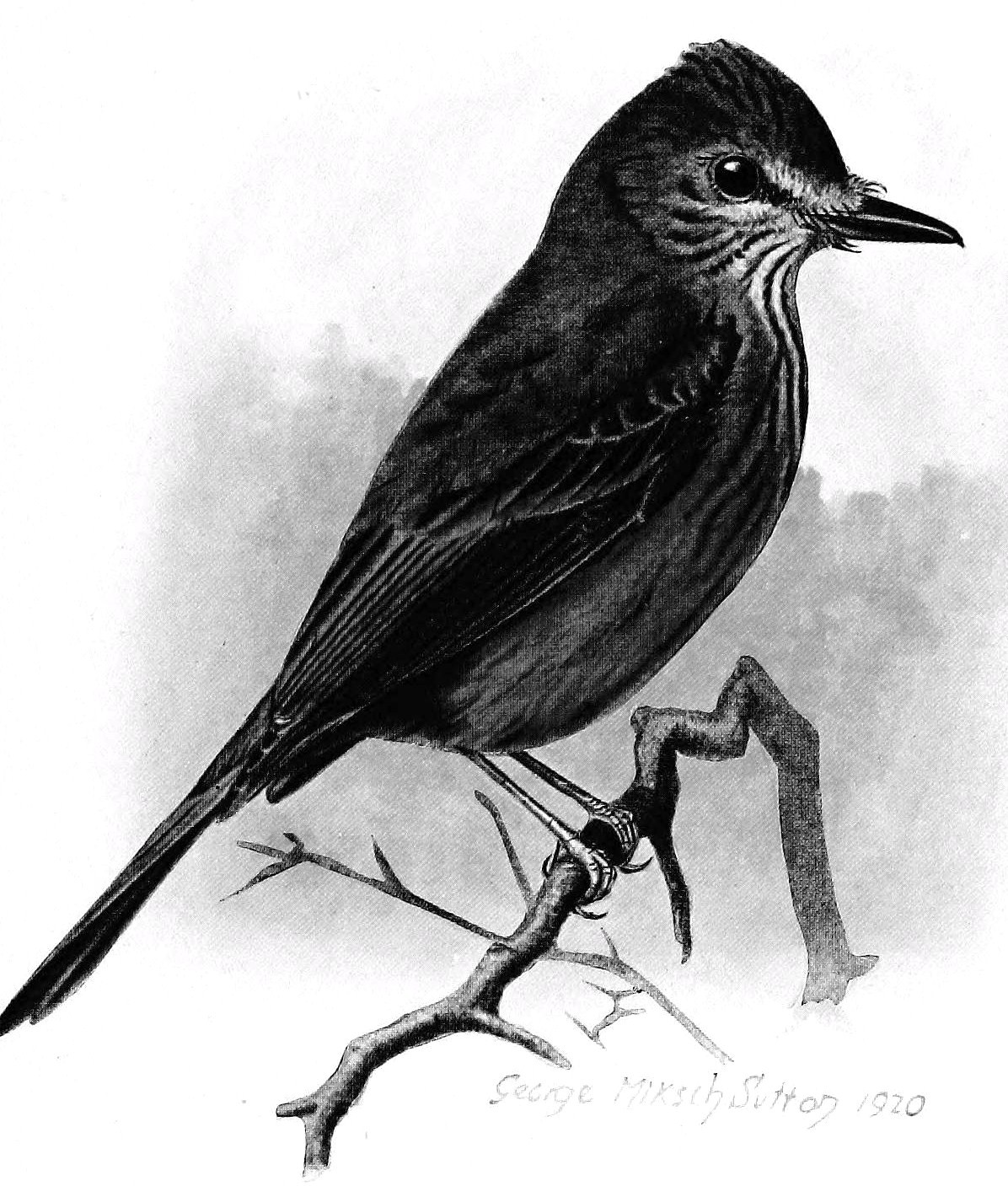 Myiotheretes pernix