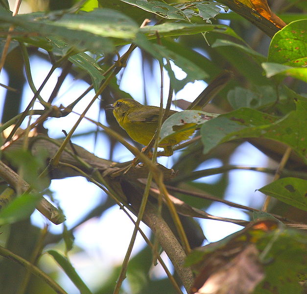 Myiothlypis chrysogaster