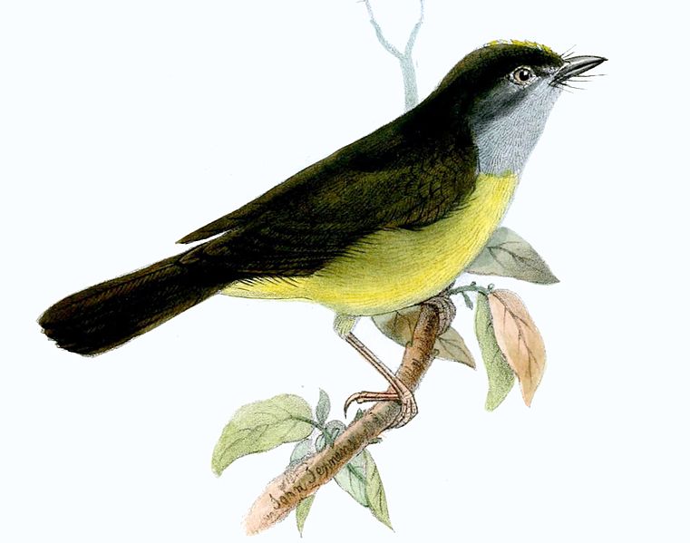 Myiothlypis cinereicollis