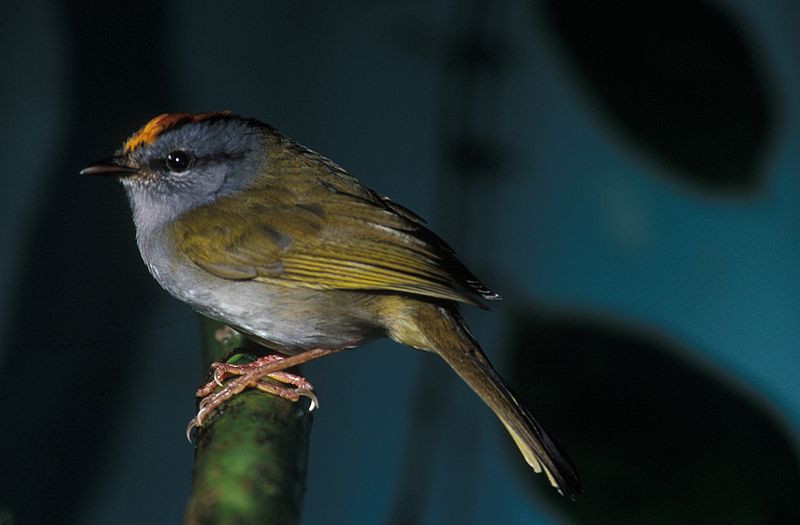 Myiothlypis coronata