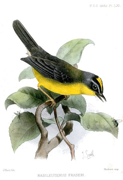 Myiothlypis fraseri