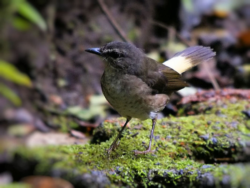 Myiothlypis fulvicauda