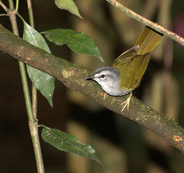 Myiothlypis leucoblephara