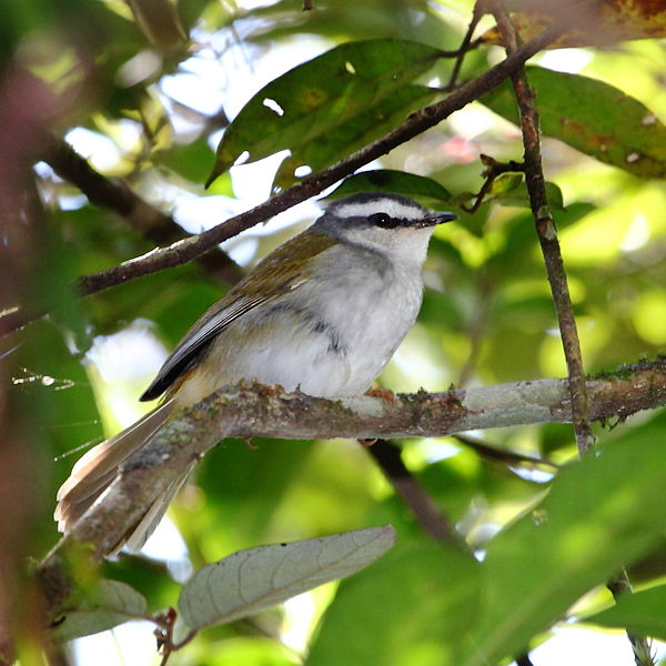 Myiothlypis leucophrys