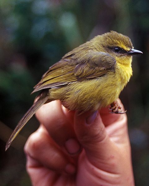 Myiothlypis luteoviridis