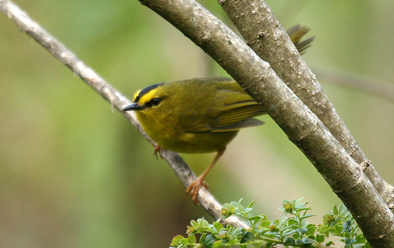 Myiothlypis nigrocristata