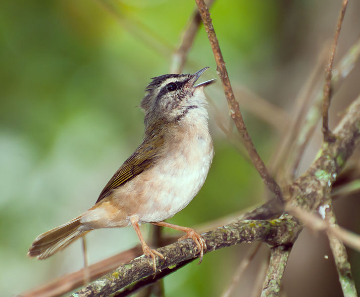 Myiothlypis rivularis