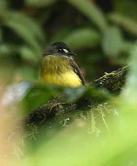 Myiotriccus ornatus