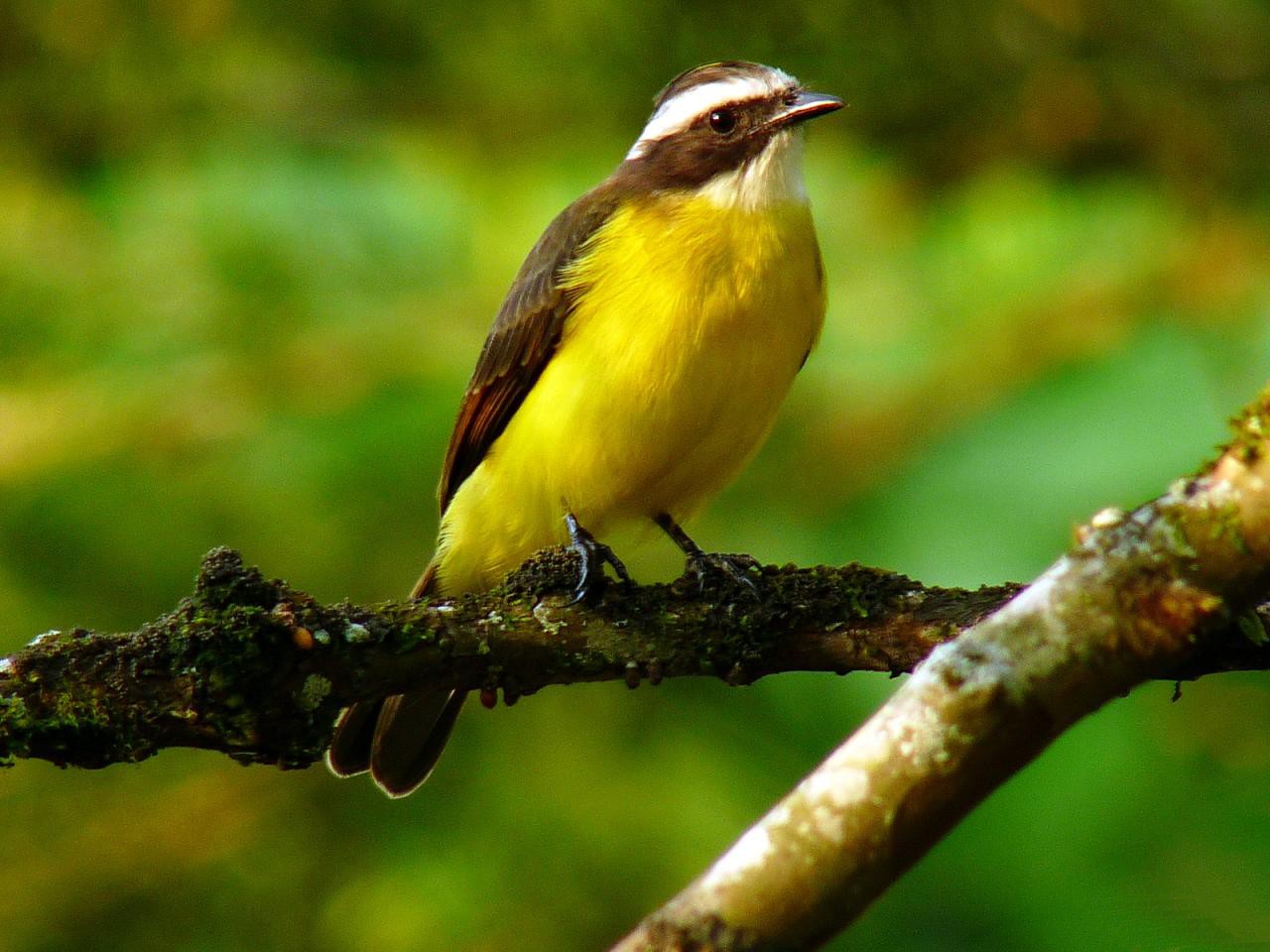 Myiozetetes cayanensis
