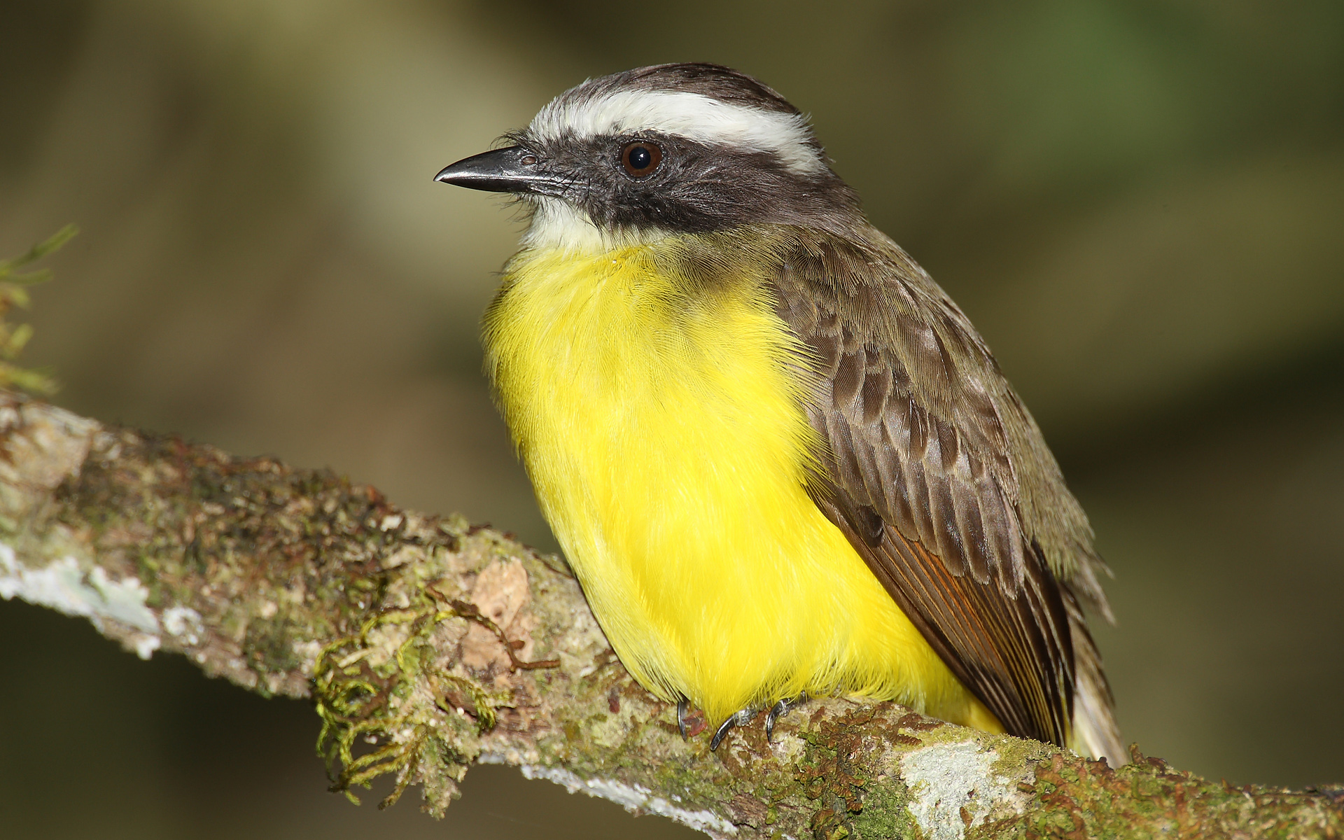 Myiozetetes similis