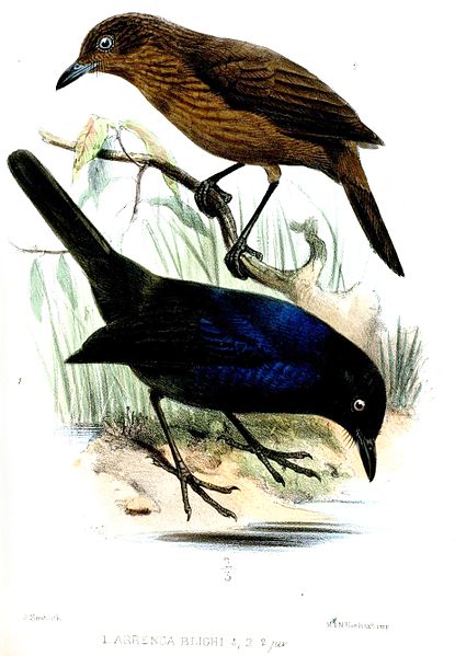 Myophonus blighi