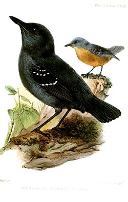 Myrmeciza hyperythra