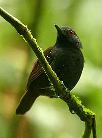Myrmeciza laemosticta