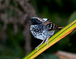 Myrmeciza squamosa