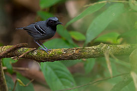 Myrmoborus myotherinus