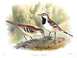 Myrmorchilus strigilatus