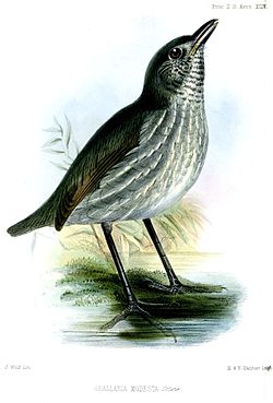 Myrmothera campanisona