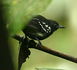 Myrmotherula axillaris