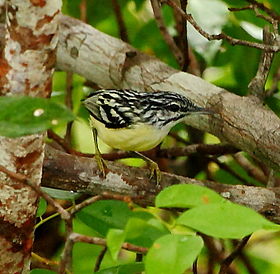 Myrmotherula brachyura