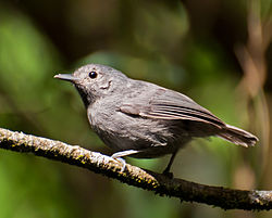Myrmotherula unicolor