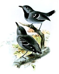 Myrmotherula urosticta