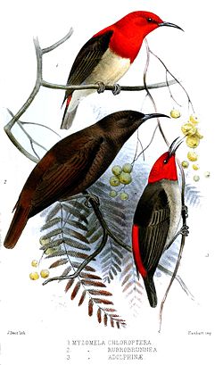 Myzomela adolphinae