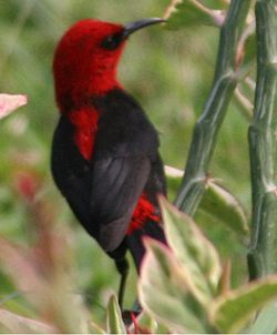 Myzomela cardinalis
