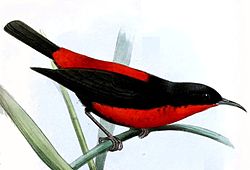Myzomela chermesina