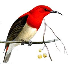 Myzomela chloroptera