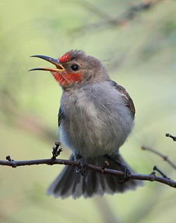 Myzomela erythrocephala
