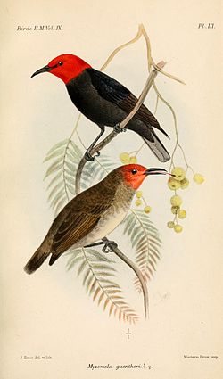 Myzomela erythromelas