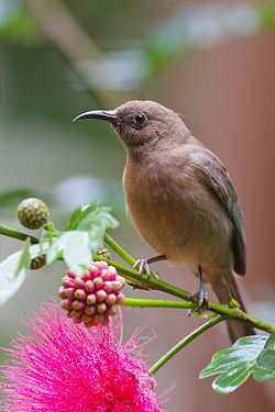 Myzomela obscura