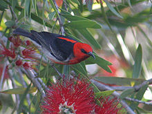 Myzomela sanguinolenta