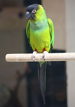 Nandayus nenday