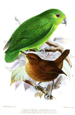 Nannopsittaca panychlora
