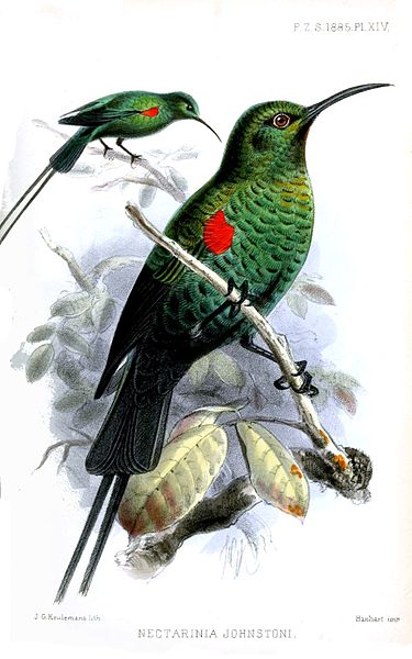 Nectarinia johnstoni