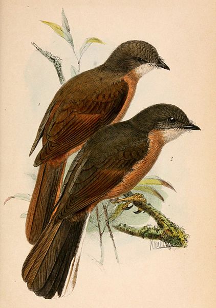 Neocossyphus fraseri