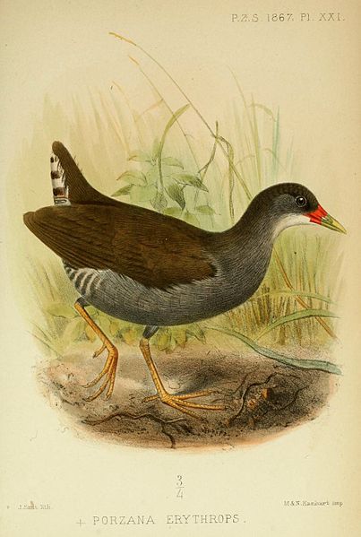 Neocrex erythrops