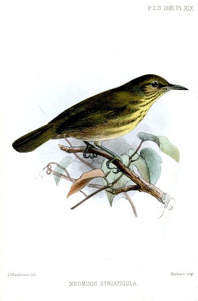 Neomixis striatigula