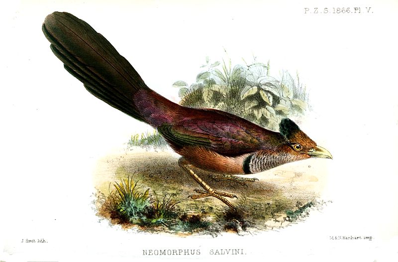 Neomorphus geoffroyi