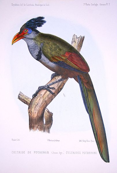 Neomorphus pucheranii