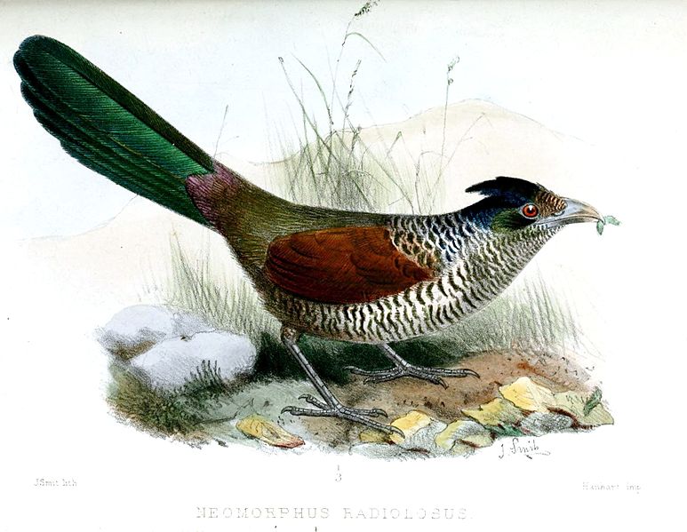 Neomorphus radiolosus